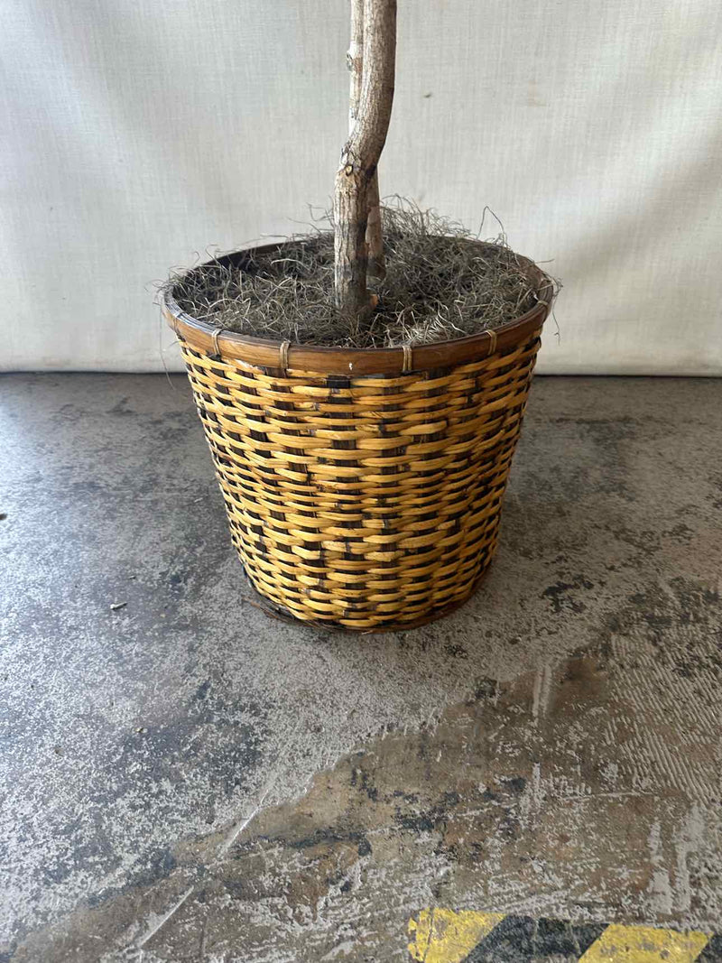 Plant / Greenery