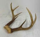 Taxidermy