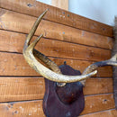 Taxidermy
