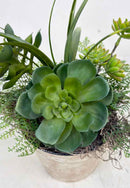 Plant / Greenery