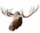 Taxidermy