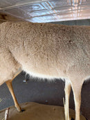 Taxidermy