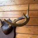 Taxidermy