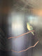 Room Divider