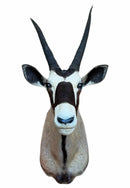 Taxidermy