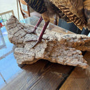 Taxidermy