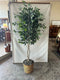 Plant / Greenery