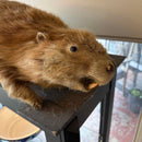 Taxidermy