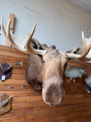 Taxidermy