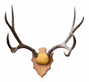Taxidermy