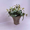 Plant / Greenery