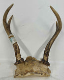 Taxidermy