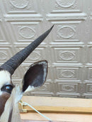 Taxidermy
