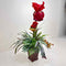 Plant / Greenery