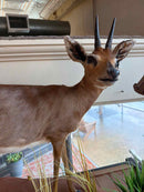 Taxidermy