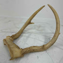 Taxidermy