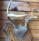 Taxidermy