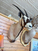 Taxidermy