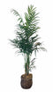 Plant / Greenery