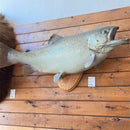Taxidermy