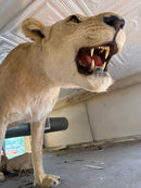 Taxidermy