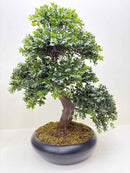 Plant / Greenery