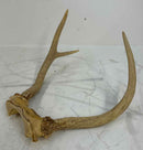 Taxidermy
