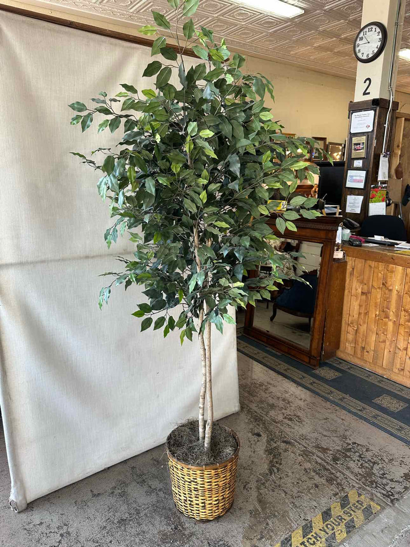 Plant / Greenery