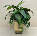 Plant / Greenery