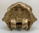Taxidermy