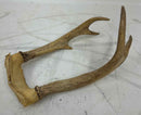 Taxidermy
