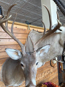 Taxidermy