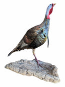 Taxidermy