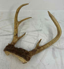 Taxidermy