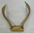 Taxidermy