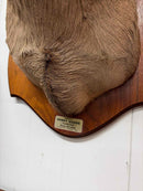 Taxidermy
