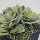 Plant / Greenery