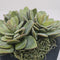 Plant / Greenery