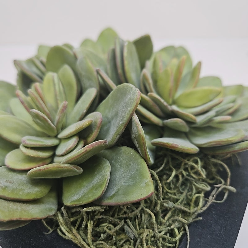 Plant / Greenery