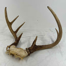 Taxidermy