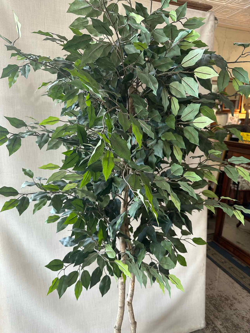 Plant / Greenery