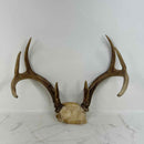 Taxidermy