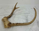 Taxidermy