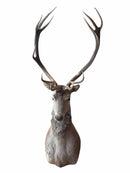 Taxidermy