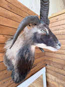 Taxidermy