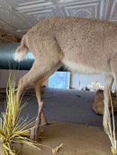 Taxidermy