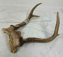 Taxidermy