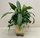 Plant / Greenery