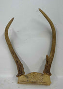 Taxidermy