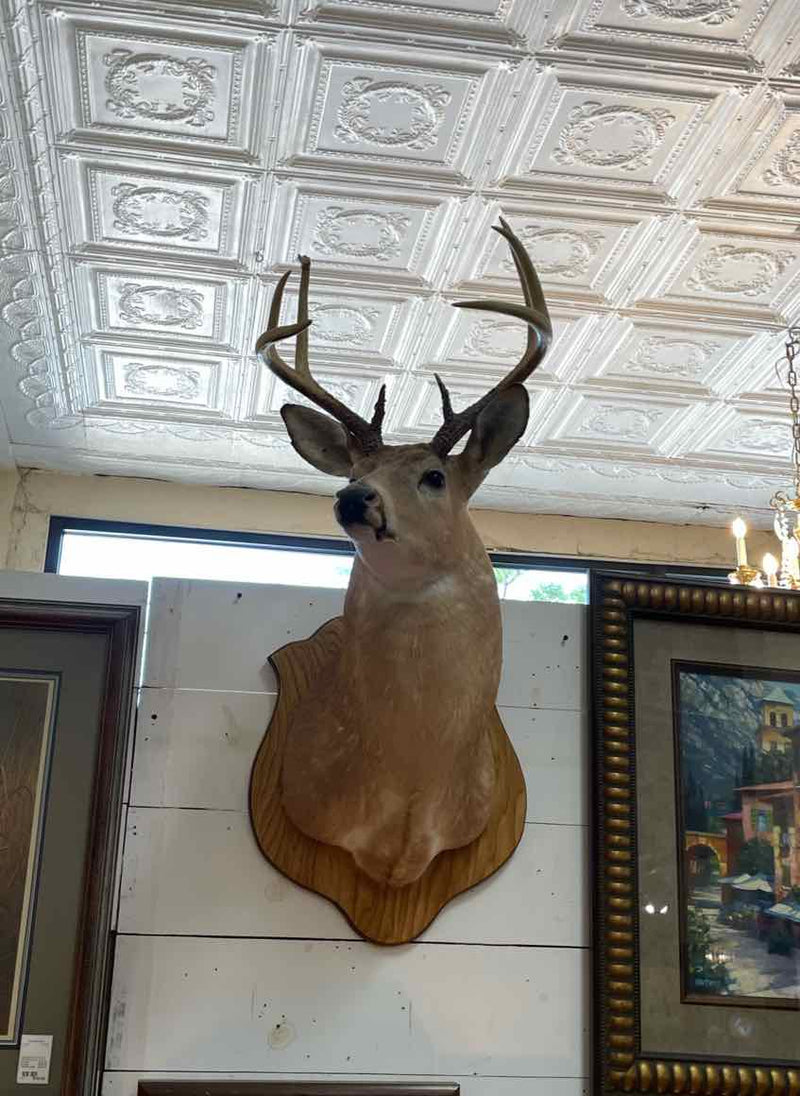 Taxidermy